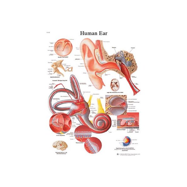 Fabrication Enterprises 3B Anatomical Chart - Ear, Paper 12-4606P - main